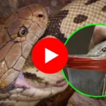 ऐसा खतरनाक किंग कोबरा जिसके जहर से एक बार में हो सकती है, 70 लोगों की मौत ! देखे कैसे पकड़ा इस शख्स ने अकेले?