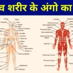 Human Body Parts Name In Hindi 2022: मानव शरीर के सभी अंगों के नाम जाने?