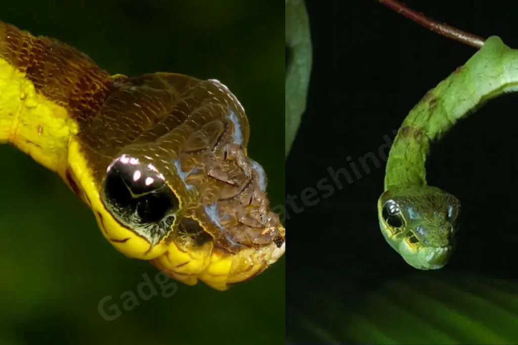 caterpillar mimics a snake to dodge predators