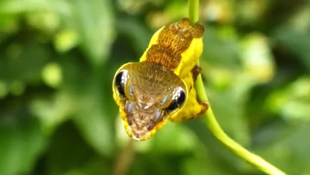 caterpillar mimics a snake to dodge predators 2022