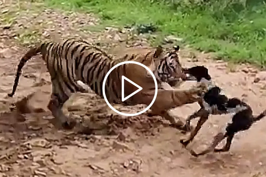 Tiger kill dog viral video