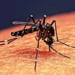 छोड़िये इलेक्ट्रॉनिक Mosquito Killer खरीदना! सिर्फ करें अपने स्मार्टफोन में इंस्टॉल यह ऐप, हो जाएगा मच्छरों का खात्मा