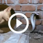 snake and cat Viral video 2023: बिल्ली और किंग कोबरा के बीच हुई जबरदस्त लड़ाई, देखें इस खतरनाक लड़ाई में किसकी हुई जीत!