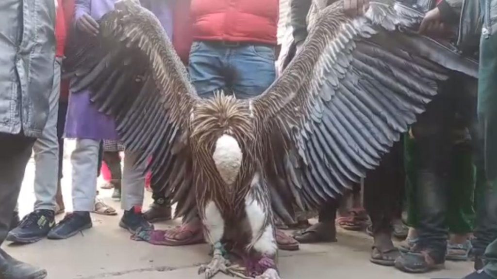 Rare species of vulture looking like Jatayu