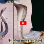king cobra shoes viral video
