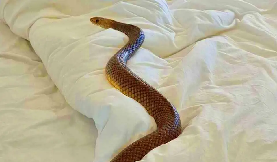 'रुको जरा, सब्र करो' सोने से पहले जरूर करें, अपने बिस्तर की जांच, महिला के बिस्तर में छिपा था 7 फिट लंबा किंग कोबरा सांप,