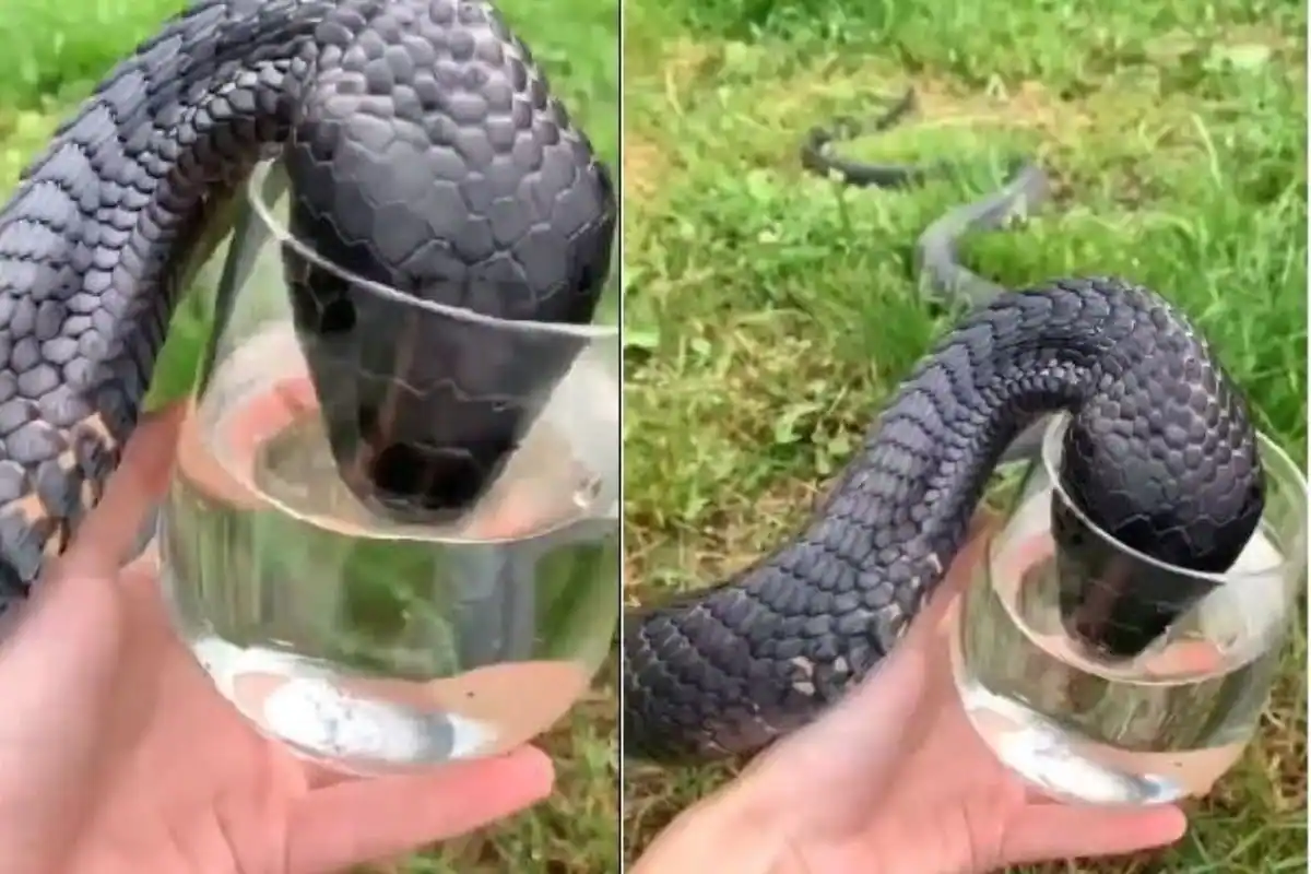 King Cobra video, Thirsty king cobra drinking water from glass tumbler