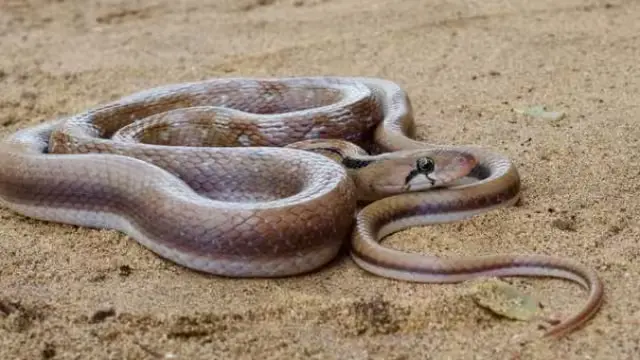 वाल्मीकिनगर मे देखा गया दुनिया का दुर्लभ किंग कोबरा सांप, गिरगिट जैसा बदलता है रंग!