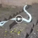 सफेद रंग का किंग कोबरा देख हैरान हुए लोग, एक फुफकार से मची हड़कंप, वायरल हुआ रेस्क्यू का वीडियो