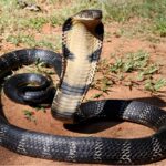 King Cobra Seen First Time in Forest